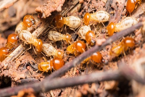 Diệt mối - Diệt côn trùng Hà Tĩnh