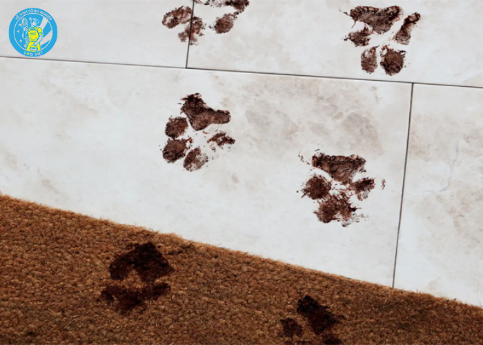 giặt khô thảm trải sàn (2) giặt khô thảm trải sàn (2)