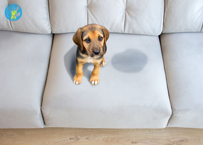 Giặt ghế sofa khử mùi hôi (2)