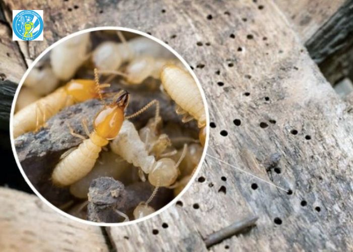 Diệt mối Hà Tĩnh (4)