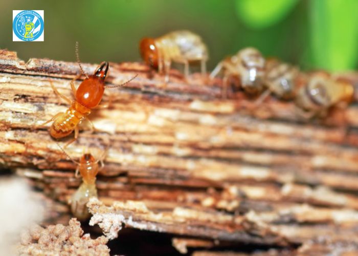Diệt mối Hà Tĩnh (9)